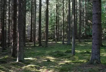 Avskogningsförordningen