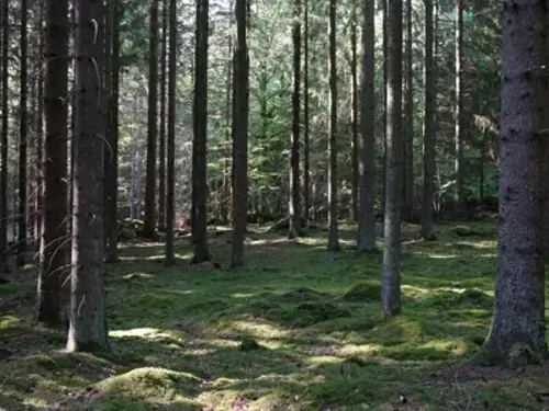 En skog fylld med många höga träd.